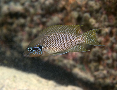 Neolamprologus brichardi 'Cape Kachese'